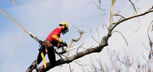 tree removal Melbourne