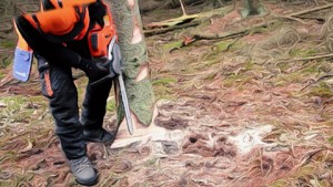 Melbourne tree lopping