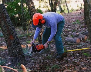 tree felling